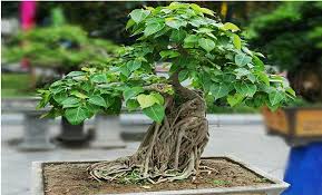 PunjabKesari, पीपल, Peepal, पीपल का पेड़, Peepal tree, Interesting Facts Related to Peepal Tree, Vastu Peepal Connection, Basic vastu tips, Vastu Shastra, Vastu Tips In hindi, Vastu facts related to peepal