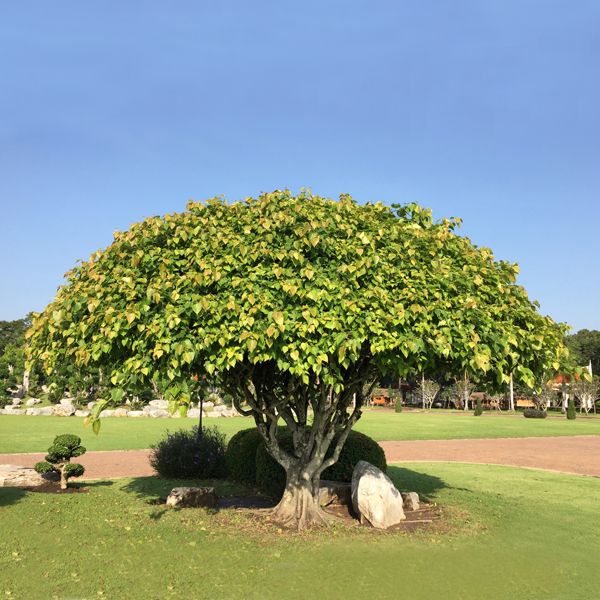 PunjabKesari, PunjabKesari, पीपल, Peepal, पीपल का पेड़, Peepal tree, Interesting Facts Related to Peepal Tree, Vastu Peepal Connection, Basic vastu tips, Vastu Shastra, Vastu Tips In hindi, Vastu facts related to peepal