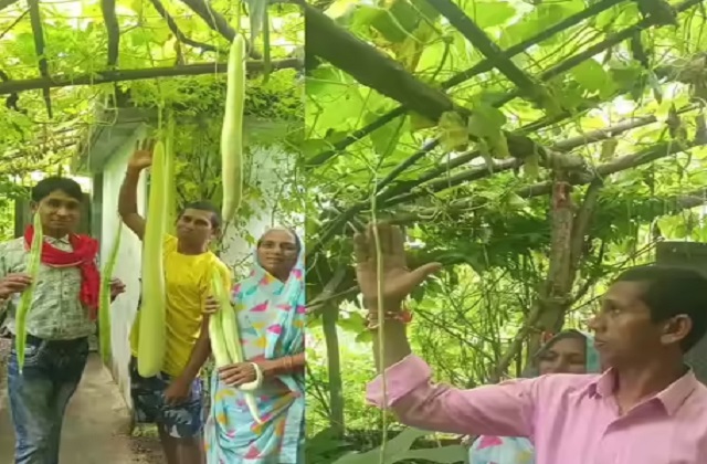 PunjabKesari, Dhamtari, Chhattisgarh, Organic Farming, Long Bottle Gourd, Giant Brinjal, Organic Vegetables, Natural Fertilizer, Healthy Food, Farmer Success Story, Agriculture Income,