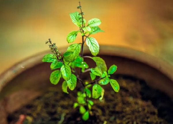 Tulsi Vastu Tips