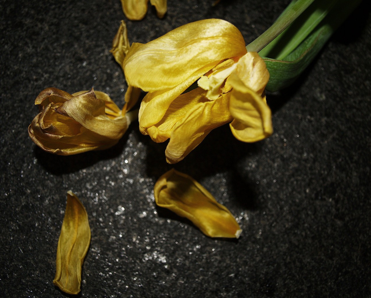 PunjabKesari, Flowers, फूल