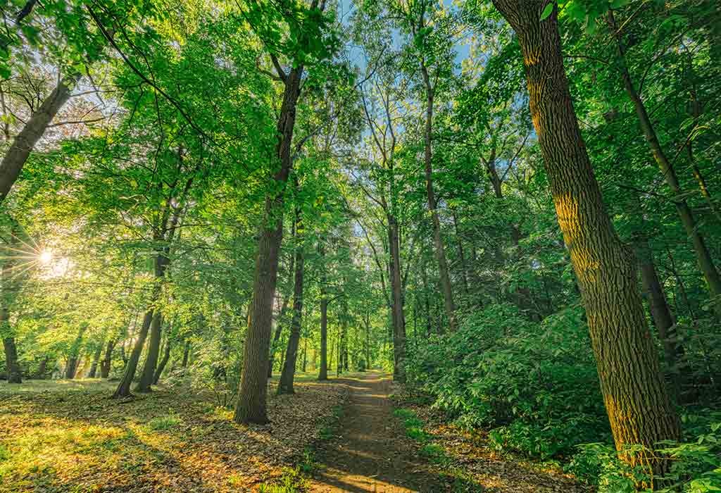 PunjabKesari, Singrauli tree cutting, Singrauli forest controversy, Adani coal block, Ghiroli coal mines, Singrauli news, Madhya Pradesh forest dispute, six lakh trees cutting, MP forest clearance, tribal land dispute, PESA Act Singrauli, Congress alleges Adani, Vikrant Bhuria statement, Adani controversy