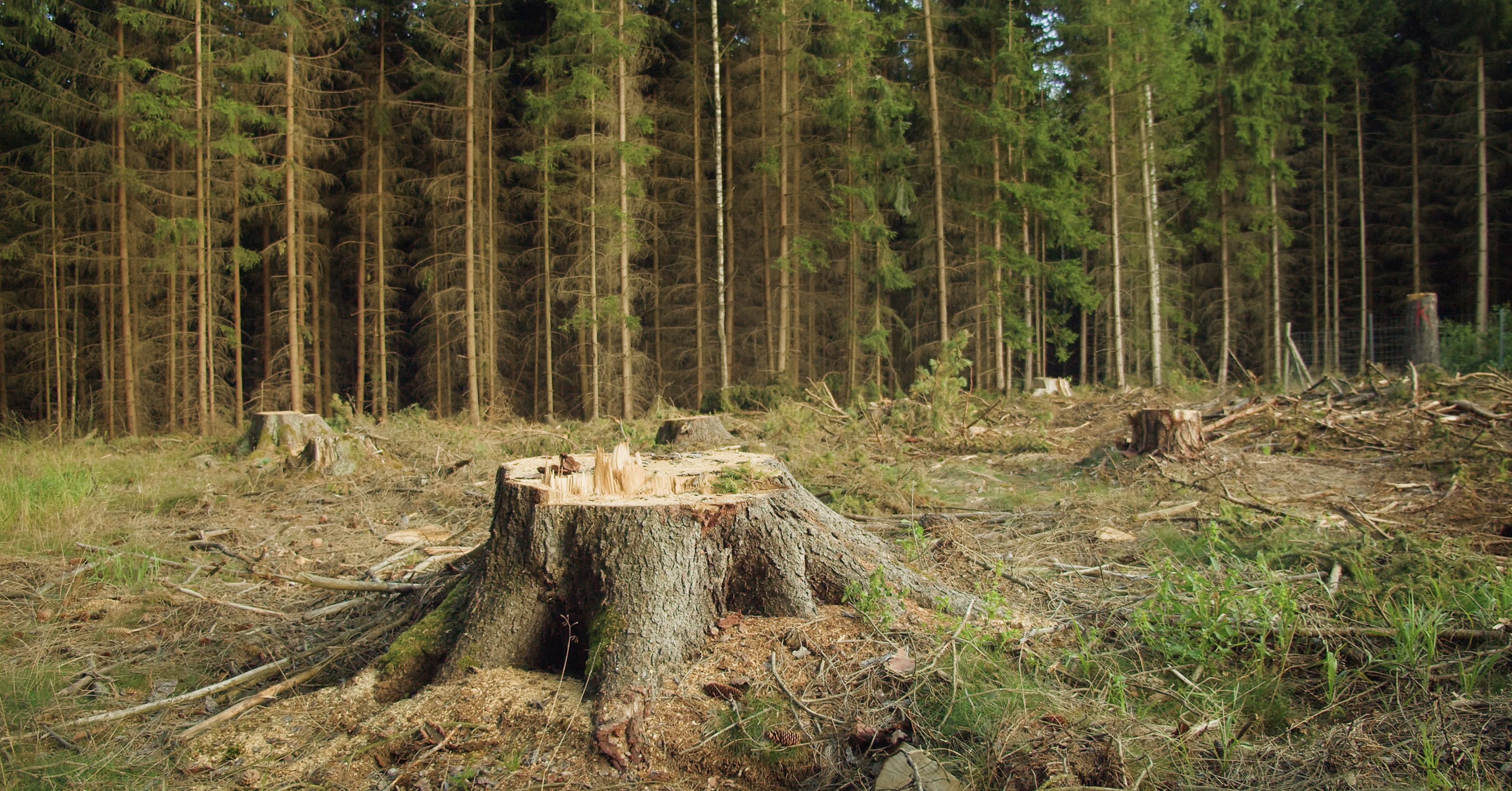 PunjabKesari, Singrauli tree cutting, Singrauli forest controversy, Adani coal block, Ghiroli coal mines, Singrauli news, Madhya Pradesh forest dispute, six lakh trees cutting, MP forest clearance, tribal land dispute, PESA Act Singrauli, Congress alleges Adani, Vikrant Bhuria statement, Adani controversy