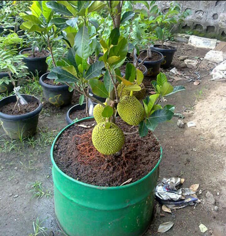 PunjabKesari, jackfruit plant Image, Zodiac Sign Plant Image