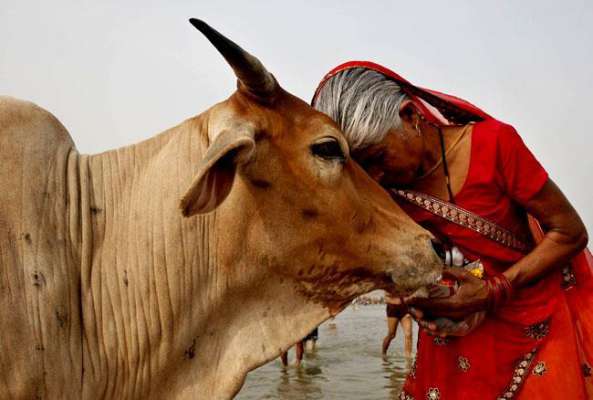 PunjabKesari, Cow