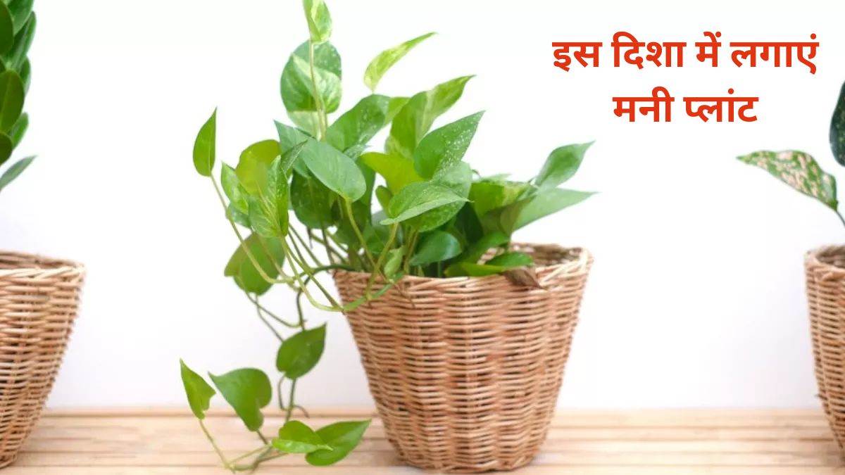 PunjabKesari Money Plant Vastu Direction