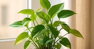 PunjabKesari Money Plant Vastu Direction