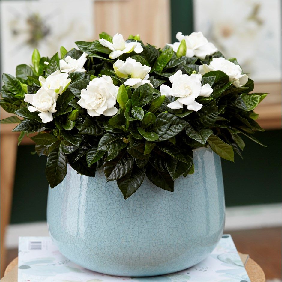 PunjabKesari, Nari, Gardenia Plant in bedroom image, Gardenia Plant Image