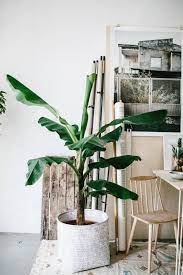 PunjabKesari Right direction for planting banana tree