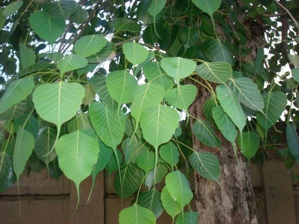 PunjabKesari, Peepal Tree Image, Zodiac Sign Plant Image