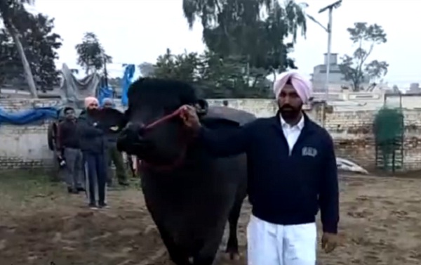 PunjabKesari, haryana