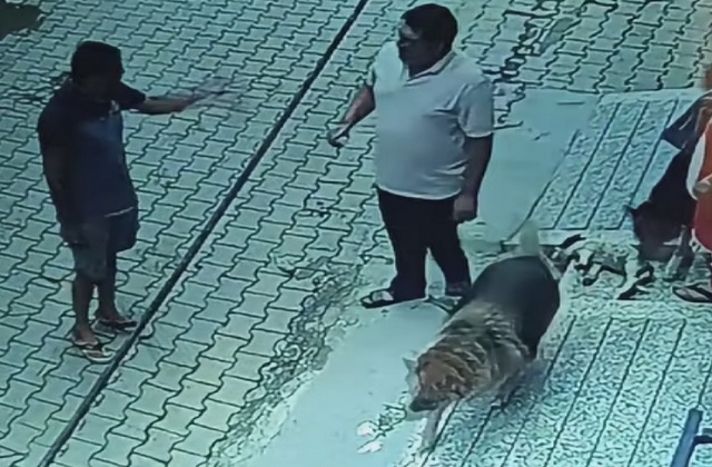 Puppy Abuse