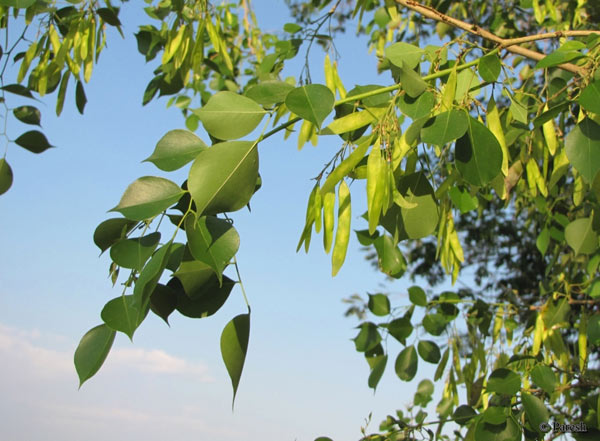 PunjabKesari, Shisham tree Image, Zodiac Sign Plant Image