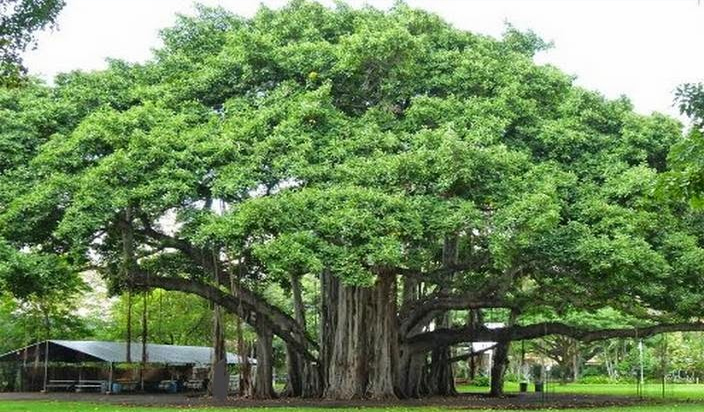 PunjabKesari, Bargad Tree Image, Zodiac Sign Image