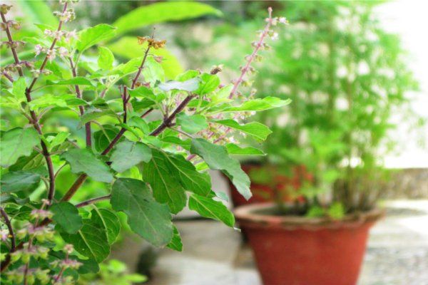 PunjabKesari, तुलसी, Tulsi, Tulsi Plant, तुलसी का पौधा