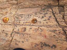 PunjabKesari Unchagaon Barsana