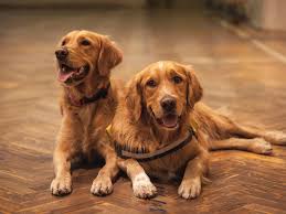 PunjabKesari Vastu Tips For Pets