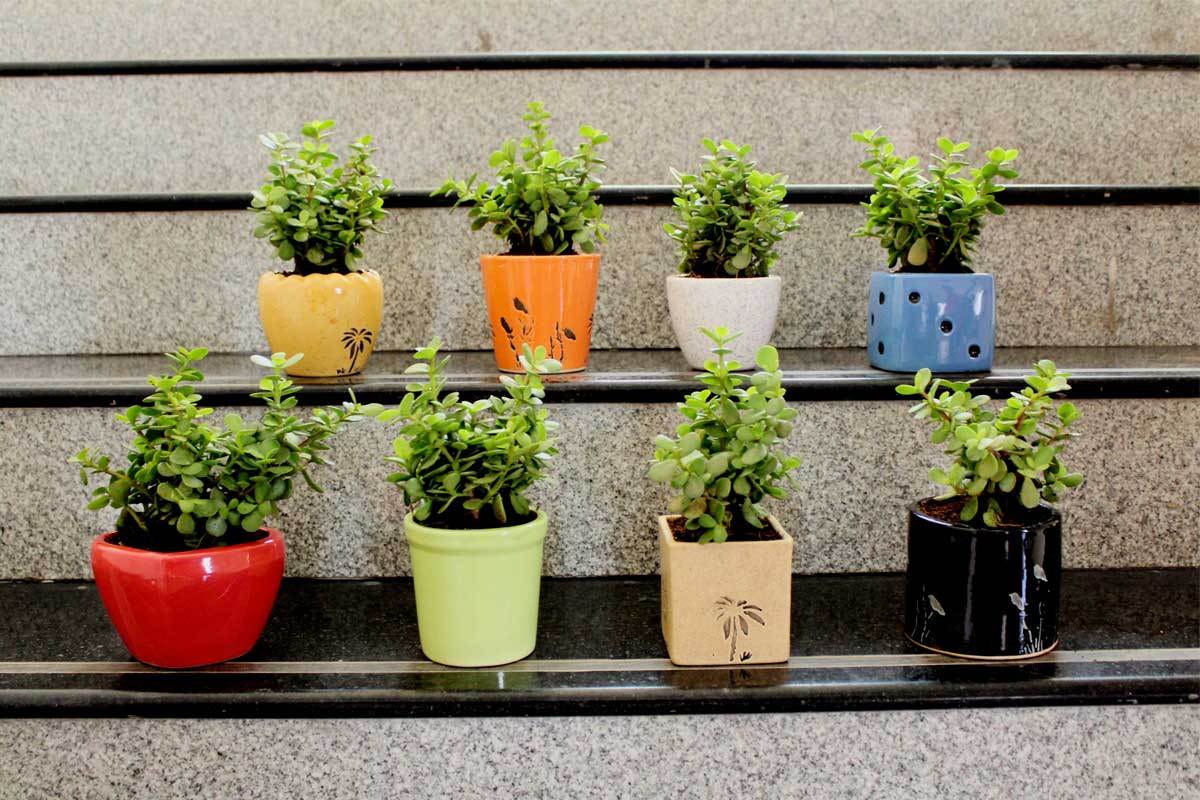 PunjabKesari, Feng Shui Tips Image, फेंगशुई टिप्स इमेज