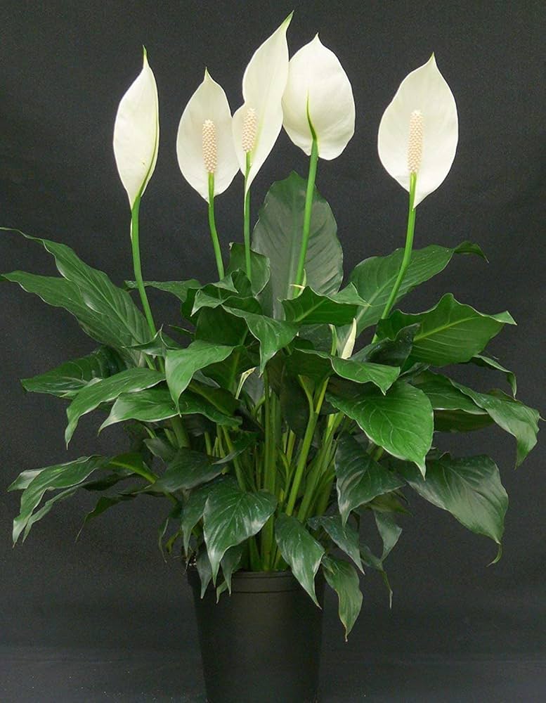 Water Plants Vastu