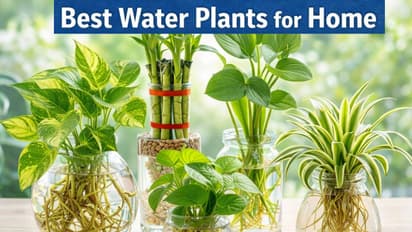 Water Plants Vastu