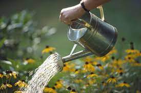 PunjabKesari Why not to water plants at night