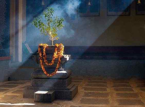 PunjabKesari Tulsi plant indication