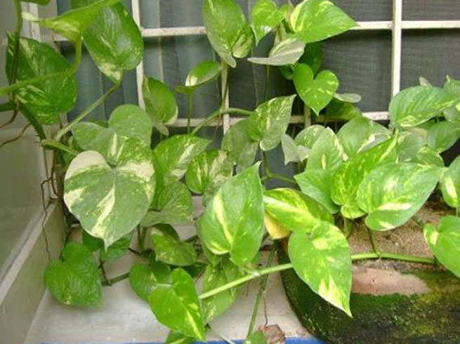 PunjabKesari, मनी प्लांट, Money Plant
