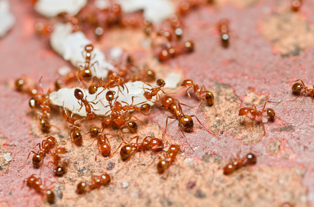 Ants in House Meaning