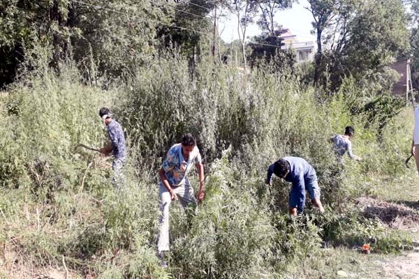 PunjabKesari, Uproot Cannabis Campaign Image