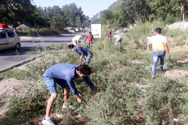 PunjabKesari, Uproot Cannabis Campaign Image