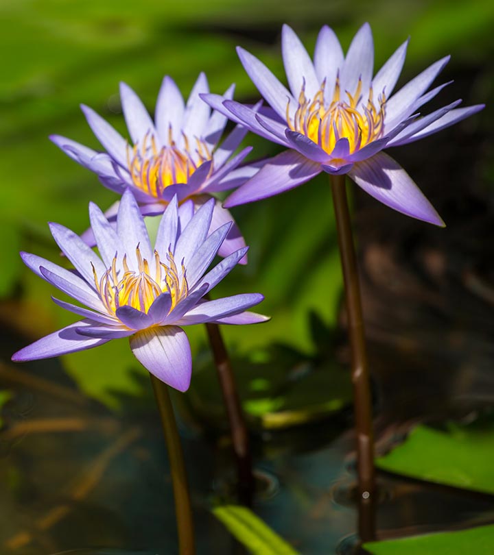 PunjabKesari, Nari, Nilkamal flowers Image