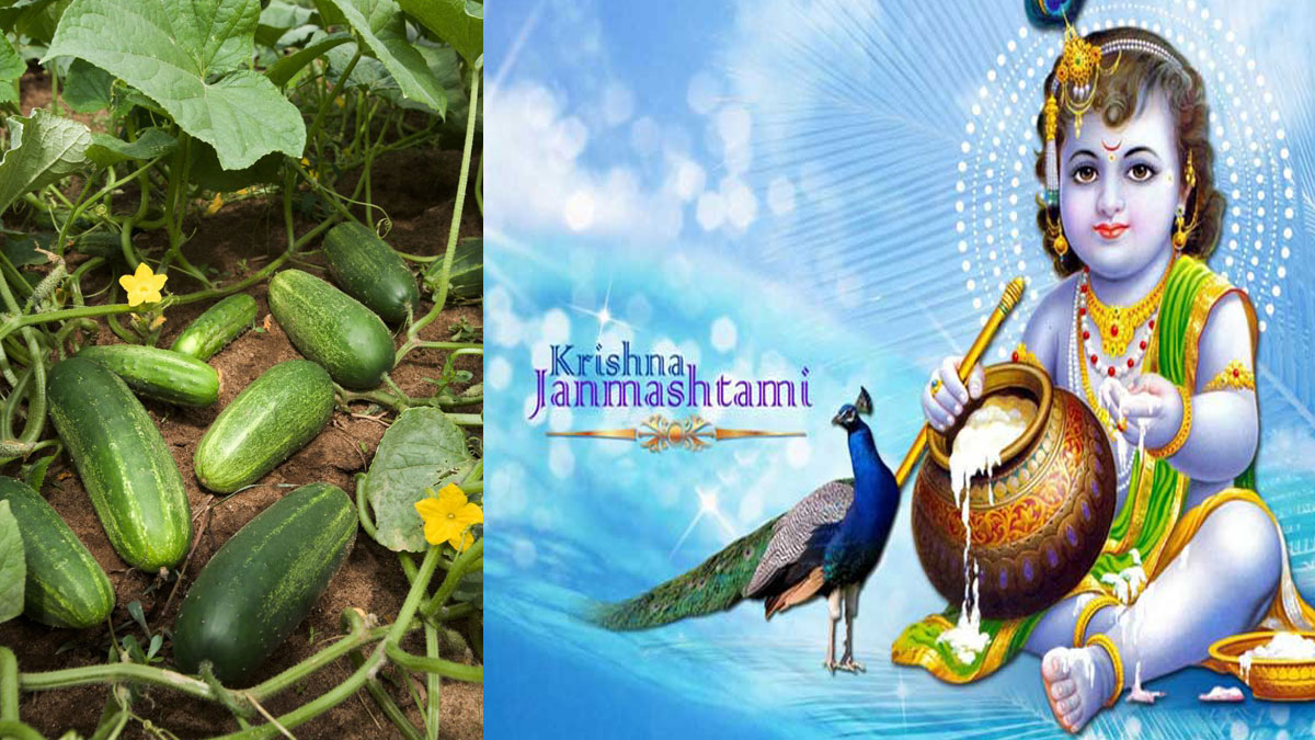 Janmashtami Cucumber Ritual 