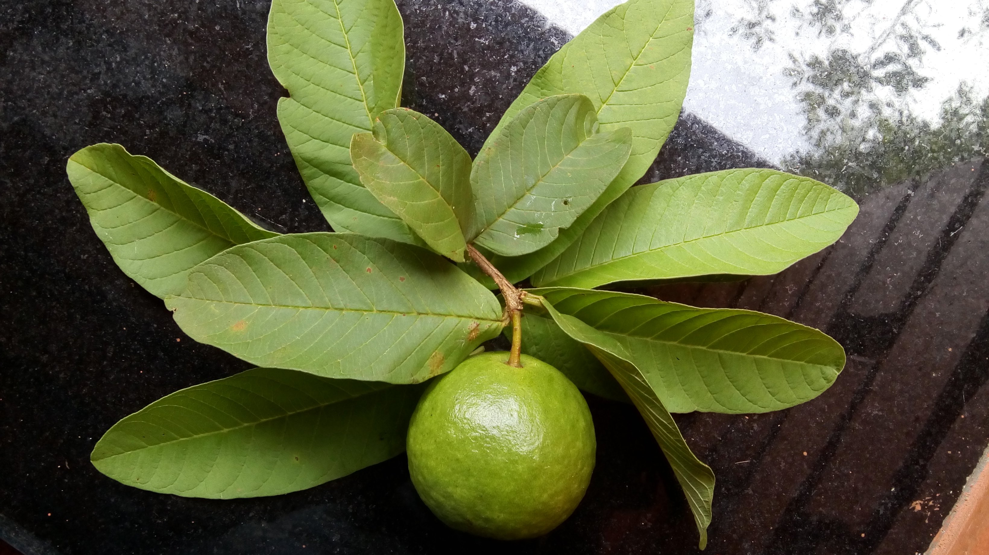 PunjabKesari, Guava leaf