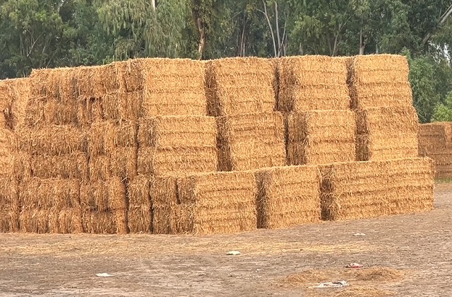 Stubble Burning