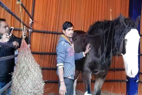 PunjabKesari, sukhbir singh badal horse image, horse image download, इमेज फोटो वॉलपेपर फुल एचडी फोटो गैलरी फ्री डाउनलोड 