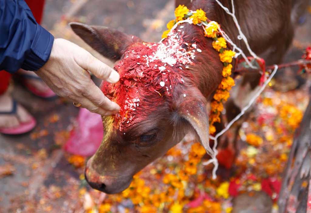 PunjabKesari, Gopashtami 2020, gopashtami 2020 date, gopashtami kab hai, gopashtami 2020 iskcon, gopashtami 2020 date and calendar, gopashtami 2020 Shubh Muhurta, gopashtami Pujan vidhi, fast and Festivals, Dharm, Punjab kesari, Gopashtami Story in hindi, Gopashtami katha in hindi, Lord krishna