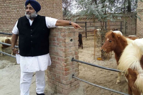 PunjabKesari, sukhbir singh badal photo, sukhbir singh badal horse, इमेज फोटो वॉलपेपर फुल एचडी फोटो गैलरी फ्री डाउनलोड