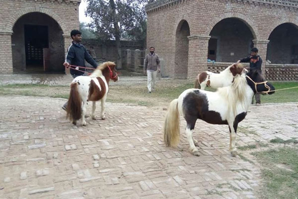 PunjabKesari image, horse image, horse photo download, इमेज फोटो वॉलपेपर फुल एचडी फोटो गैलरी फ्री डाउनलोड