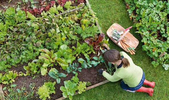 PunjabKesari, Home Garden Image, Kitchen Garden Image, Winter Vegetables Image