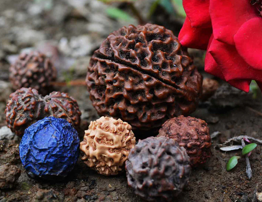 PunjabKesari Sawan, Sawan 2022, Shiv ji, Lord Shiva, Shiv ji Rudraksh, Types of Rudraksha, How to Wear Rudraksha, Vastu, Vastu Shastra, Rudraksha benefits, Wearing Rudraksha In hindu Shastra, Dharm