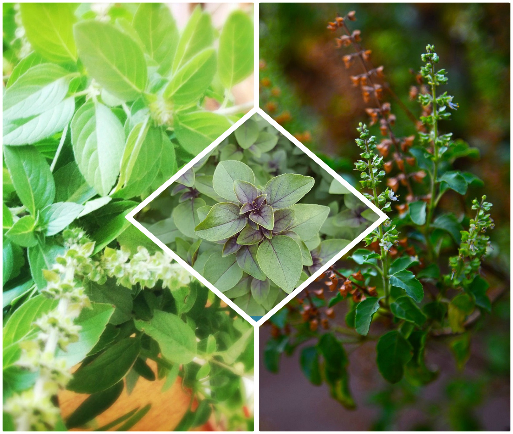 PunjabKesari,tulsi plant images, basil