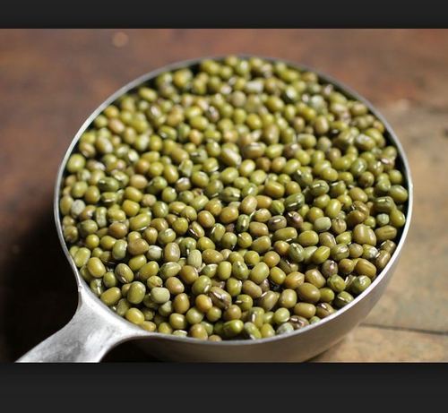 PunjabKesari, gaay ko hari ghaas khilana, eating grass cow