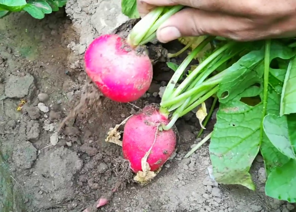 PunjabKesari, Home Garden Image, Kitchen Garden Image, Winter Vegetables Image