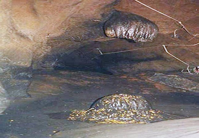 PunjabKesari, Head of ganeshji, pithoragarh secret of ganesh ji