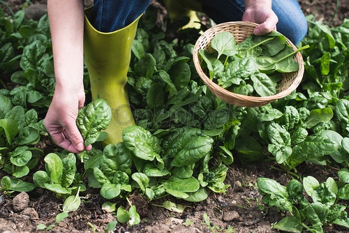 PunjabKesari, Home Garden Image, Kitchen Garden Image, Winter Vegetables Image