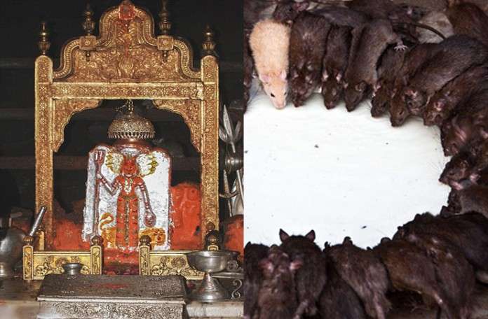 PunjabKesari, Karani Mata Temple