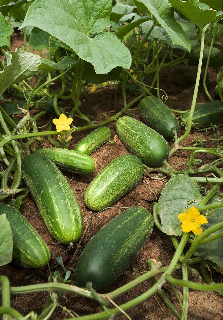 PunjabKesari, Home Garden Image, Kitchen Garden Image, Winter Vegetables Image