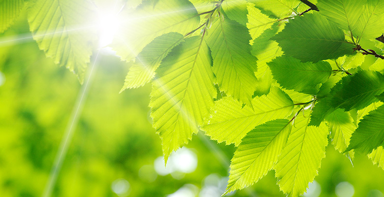 PunjabKesari, green, green colour