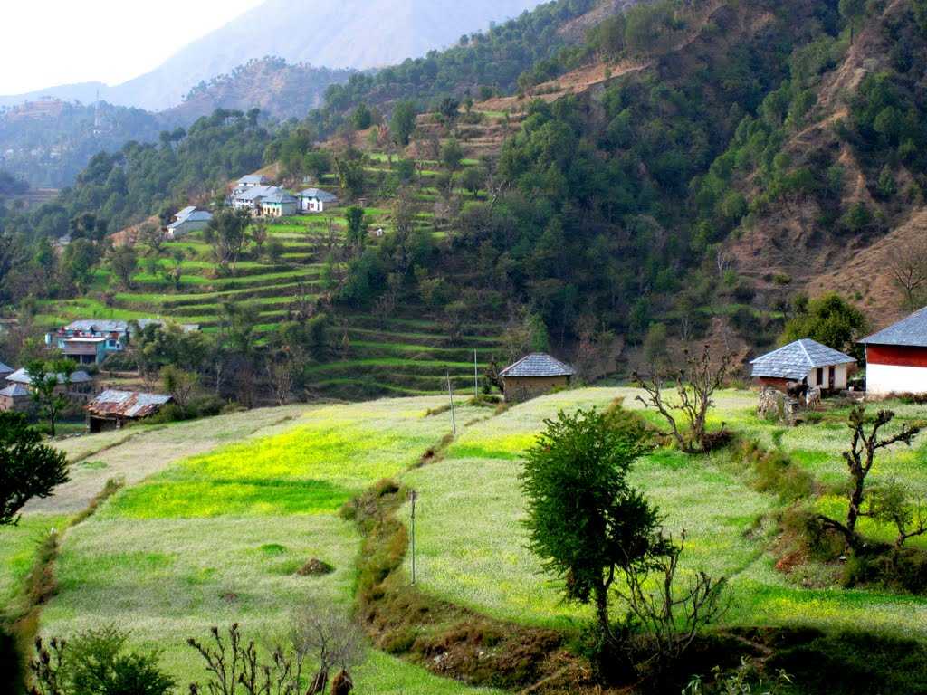 PunjabKesari, Nari, Tea Garden Palampur