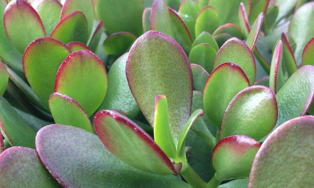 PunjabKesari, क्रोसुला मनी प्लांट, Crassula Money Plant